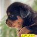 روتوایلر آمریکایی پوزه مکعبی | اقساط 6 ماهه بدون بهره*