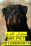 روتوایلر آمریکایی پوزه مکعبی | مزایا و معایب + فروش*