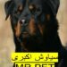 روتوایلر آمریکایی پوزه مکعبی | مزایا و معایب + فروش*