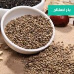 بذر اسفناج