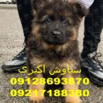 عکسهای داغ سگ ژرمن شپرد در اینستاگرام