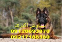 این ویدیوی بازی کردن سگ ژرمن را از دست ندهید!