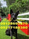 بهترین نژادهای ژرمن شپرد برای مسابقات جهانی