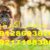مقایسه قیمت سگ ژرمن در ایران و ترکیه - تصویر1