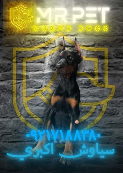 dober1618270007