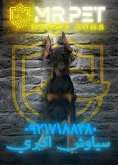 dober1618270006