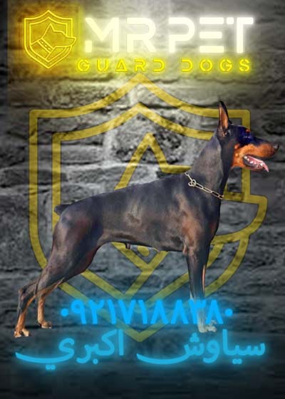dober1618270003