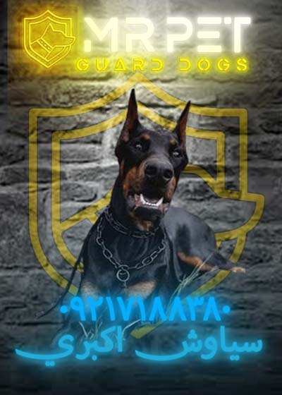 dober1618270002