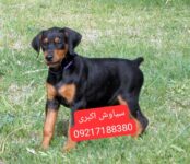 فروش سگ دوبرمن پینچر نگهبان