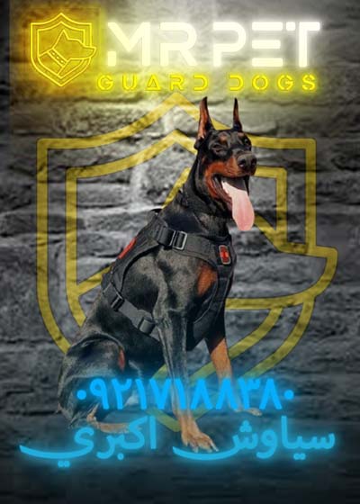 dober1618270001