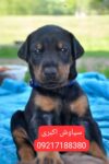 خرید سگ دوبرمن پینچر نگهبان