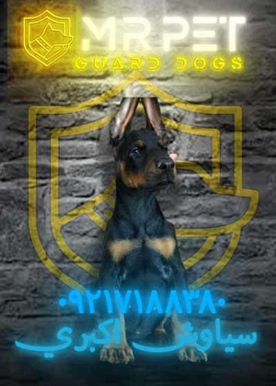 dober1618270005