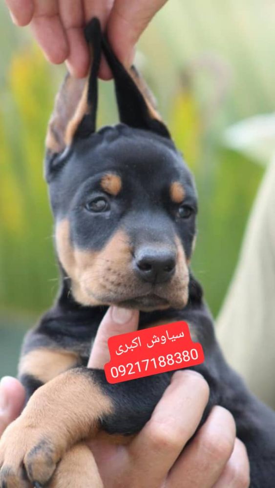 dober1618270015
