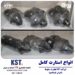 انواع استارت کامل