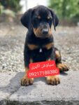 خرید توله سگ دوبرمن پینچر 2 ماهه