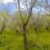 فروش باغ گردو و بادام - تصویر2