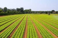 Agriculture