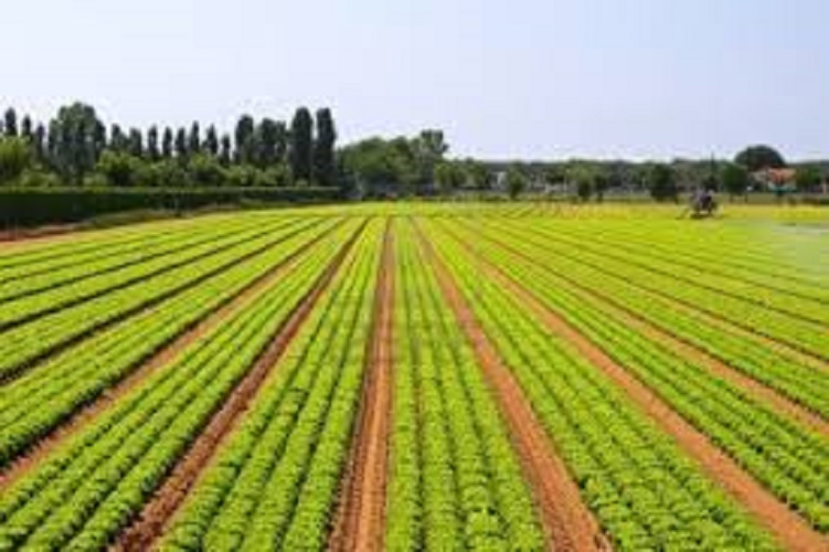 Agriculture