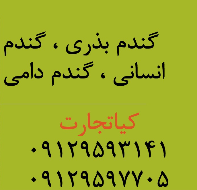 گندم کشاورز