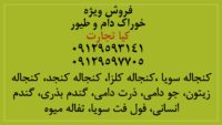 آگهی کلی 333333333333