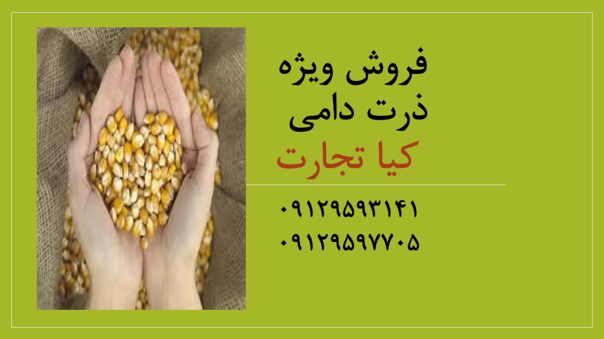 ذرت دامی 1