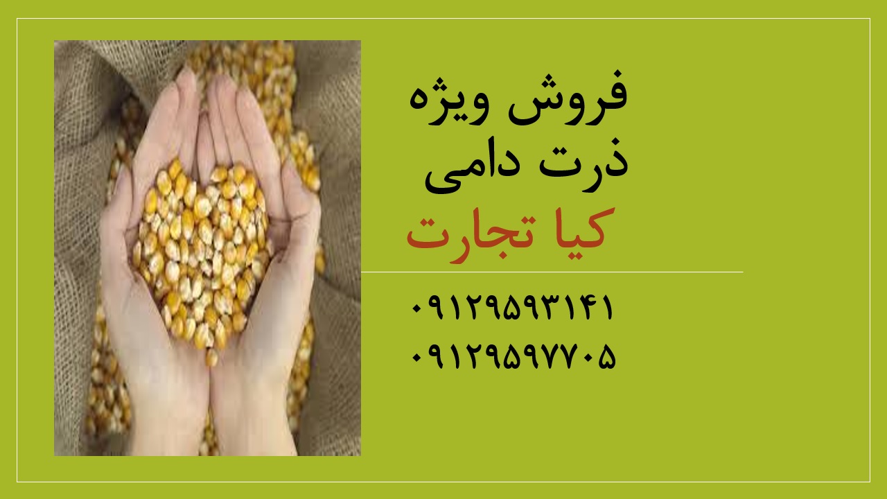 ذرت دامی 1