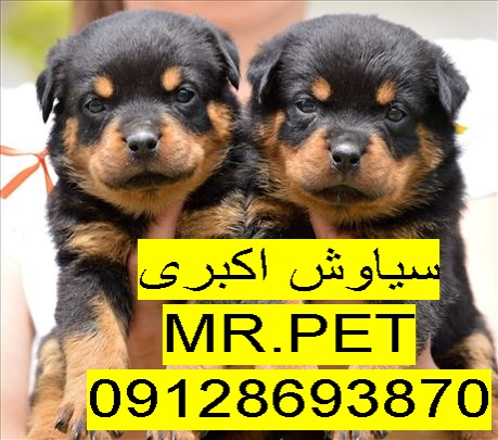 rotvajler-stene-5425634687151-71788417168