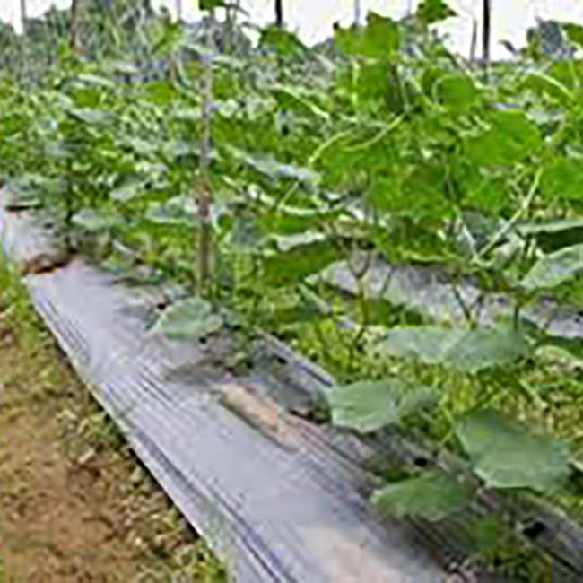 کشاورزی-(22)